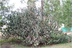 Euphorbia antiquorum